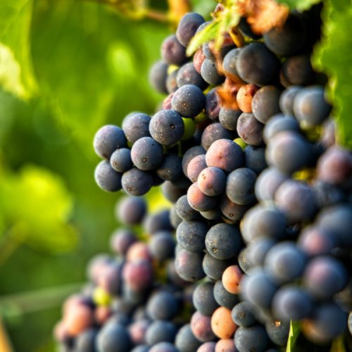 Yoichi Wineries & Beach 002